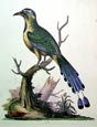 George Edwards - Brazilian Saw Billed Roller