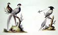 George Edwards - Chinese Pheasant Bird of Paradise