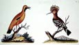 George Edwards - Exotic Bird Hoopoe