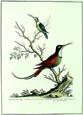 George Edwards - Greater and Lesser Hummingbirds