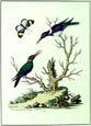 George Edwards - Hummingbirds (1742)