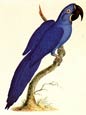 Sydenham Edwards - The Hyacinth Macaw