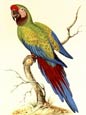 Sydenham Edwards - Military Macaw