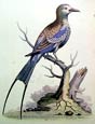 George Edwards - Swallow Tailed Indian