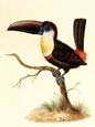 Sydenham Edwards - The Toucan