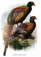 Joseph Wolf - Birds 1 of 6