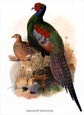 Joseph Wolf - Birds 2 of 6