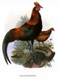 Joseph Wolf - Birds 3 of 6