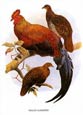 Joseph Wolf - Birds 4 of 6