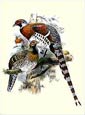J. Joseph Wolf - Calophasis Ellioti