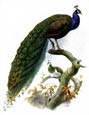 Joseph Wolf - Pavo Cristatus