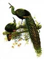 Joseph Wolf - Pavo Muticus