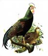 Joseph Wolf - Rooster I