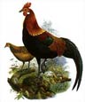 Joseph Wolf - Rooster II