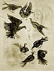 Bird Sketches