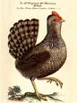 J L Fritch - Gallina Domestia