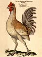 J L Fritch - Gallus Anglicanus