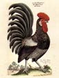 J L Fritch - Gallus Domesticus