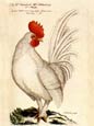 J L Fritch - Gallus Minor