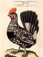 J L Fritch - Gallus Pumila