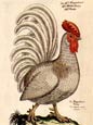 J L Fritch - Gallus Pumilio