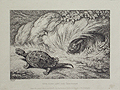 the tortoise and the hare