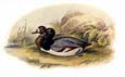 Sir William Jardine - Ducks 1 of 8
