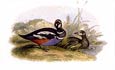 Sir William Jardine - Ducks 2 of 8