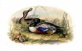 Sir William Jardine - Ducks 4 of 8