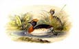 Sir William Jardine - Ducks 5 of 8