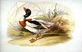 Sir William Jardine - Ducks 6 of 8
