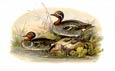 Sir William Jardine - Ducks 8 of 8