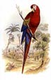 Sir William Jardine - Parrots 1 of 10