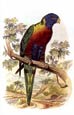 Sir William Jardine - Parrots 10 of 10