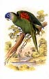Sir William Jardine - Parrots 2 of 10