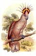 Sir William Jardine - Parrots 3 of 10
