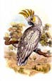 Sir William Jardine - Parrots 4 of 10