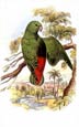 Sir William Jardine - Parrots 5 of 10