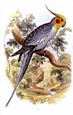Sir William Jardine - Parrots 6 of 10