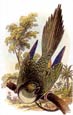 Sir William Jardine - Parrots 7 of 10