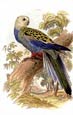 Sir William Jardine - Parrots 8 of 10