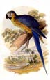 Sir William Jardine - Parrots 9 of 10