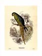 Edward Lear - Banded Nanodes
