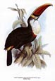 Edward Lear - Parrots 3 of 3 (Toucan)