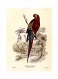 Edward Lear - Red and Blue Maccaw