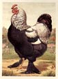 J. W. Ludlow - Cassell's Chickens Sultan