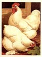 J. W. Ludlow - Cassell's Chickens Champion and Queen