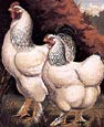J. W. Ludlow - Cassell's Chickens American Light Brahma