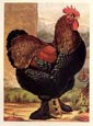J. W. Ludlow - Cassell's Chickens Talbot