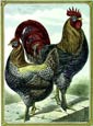 J. W. Ludlow - Langshans (1887)